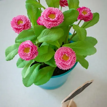 Rosella's Πανσιόν Ματέρα