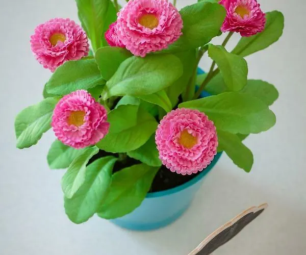 Rosella's بيت ضيافة ماتيرا